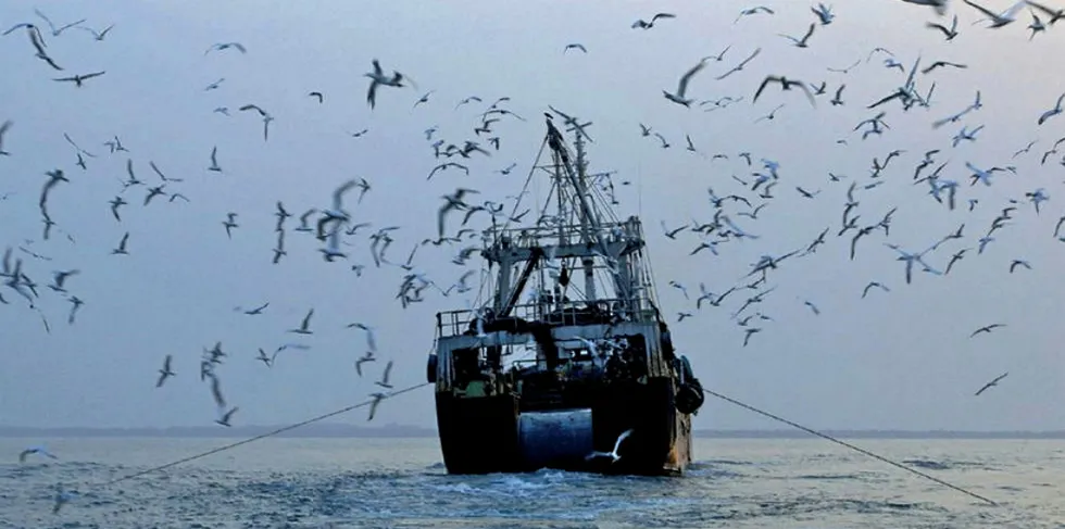 Trawl nets in Russia's Far East can have up to 60 percent juvenile pollock bycatch.