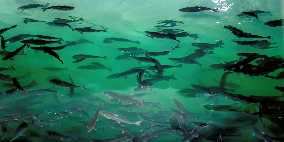 High salmon prices, limited opportunities for growth at sea, new technology and venture capital are helping to build a new salmon industry.