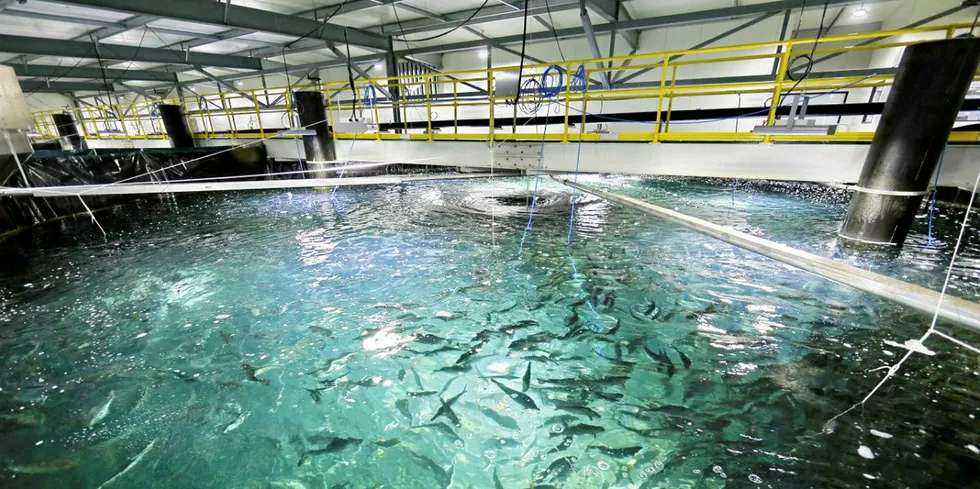 Land-based salmon farming is making headlines. We're here to round them up for you.