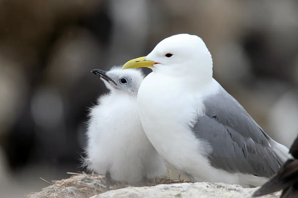 Kittiwakes have often been the subject of clashes between offshore wind developers and conservation groups.