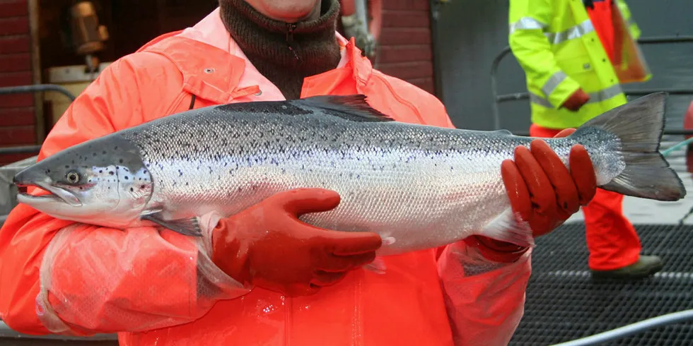 This salmon has an additional set of chromosomes, and is virtually sterile. Photo: Marine Research Institute