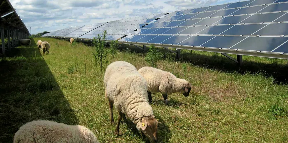 Sheep and solar: Two increasingly popular concepts for eco-friendly factories.