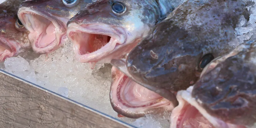 Climate change has taken a toll on the Gulf of Alaska Pacific cod stock.
