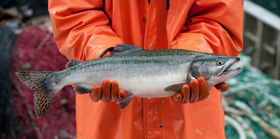 Processors have pointed to Russia as being the primary reason for the low pink salmon prices, but fishermen say the industry needs to do more to buoy the market.