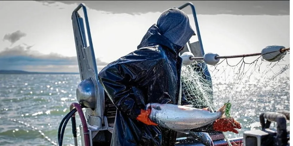 Bristol Bay fisheries scientists are honing in on specifics with their predictions for sockeye this year.