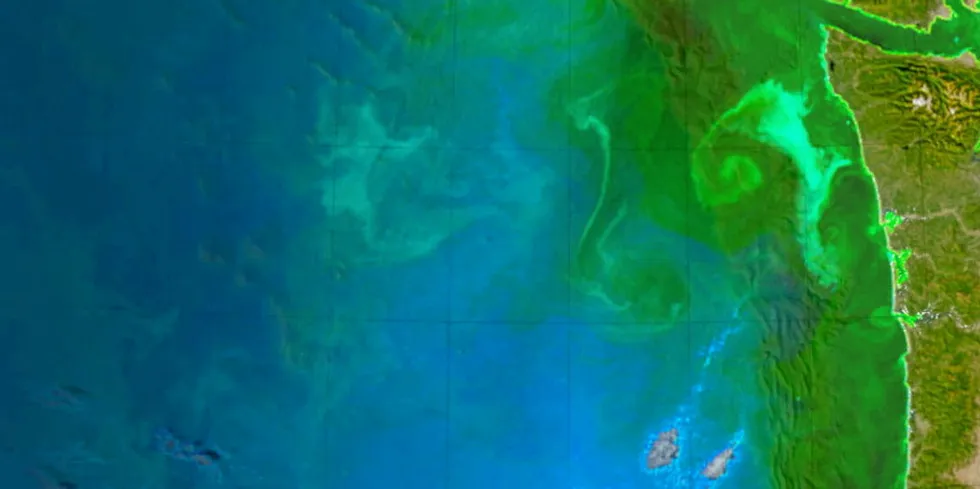 A study led by researchers at the University of Washington and the National Oceanic and Atmospheric Administration connects the unprecedented West Coast toxic algal bloom of 2015 that closed fisheries from southern California to northern British Columbia to the unusually warm ocean condition nicknamed "the blob."