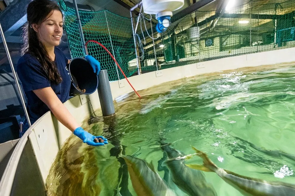 Land-based aquaculture companies like Kingfish Maine are establishing seafood facilities on US coastlines.