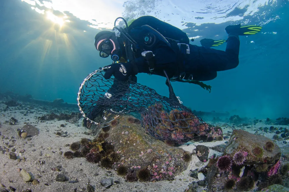 Urchinomics turns ecologically destructive sea urchins into highly valued seafood products. Profits from the sale of urchins are re-invested into sea urchin removal and kelp-bed restoration projects.