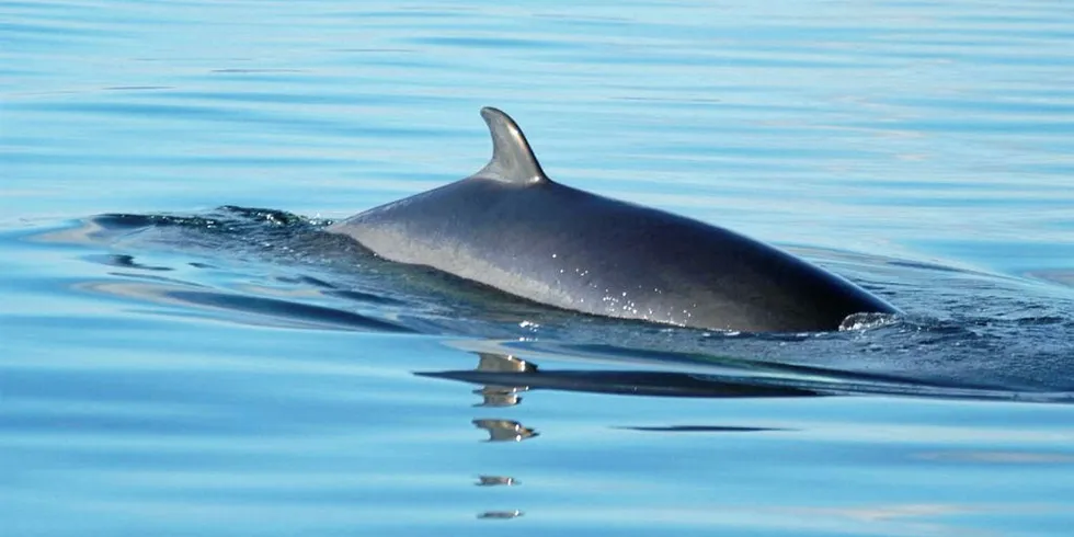 . A minke whale surfaces in Norwegian waters.