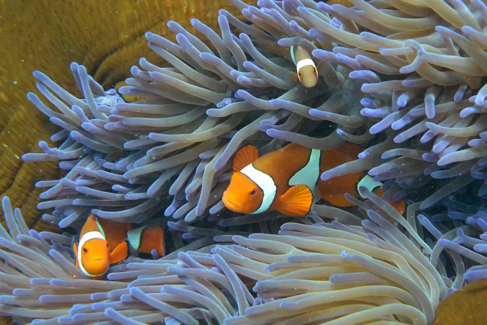 Alleged threat: the Australian Conservation Foundation claims Woodside Energy’s Scarborough gas project could impact the Great Barrier Reef