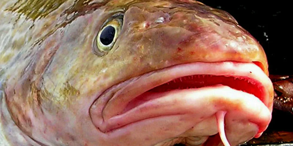 Alaska's Pacific cod fishery is one of the most important whitefish fisheries in the state.
