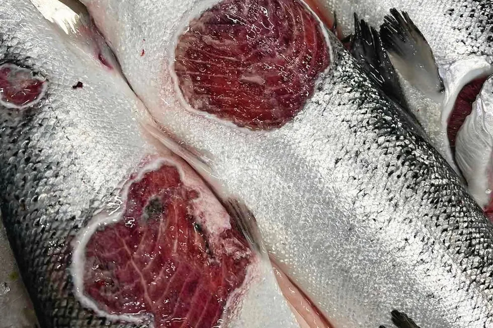 Winter sores on farmed salmon, caused by a bacterium, costs the industry hundreds of millions each year.