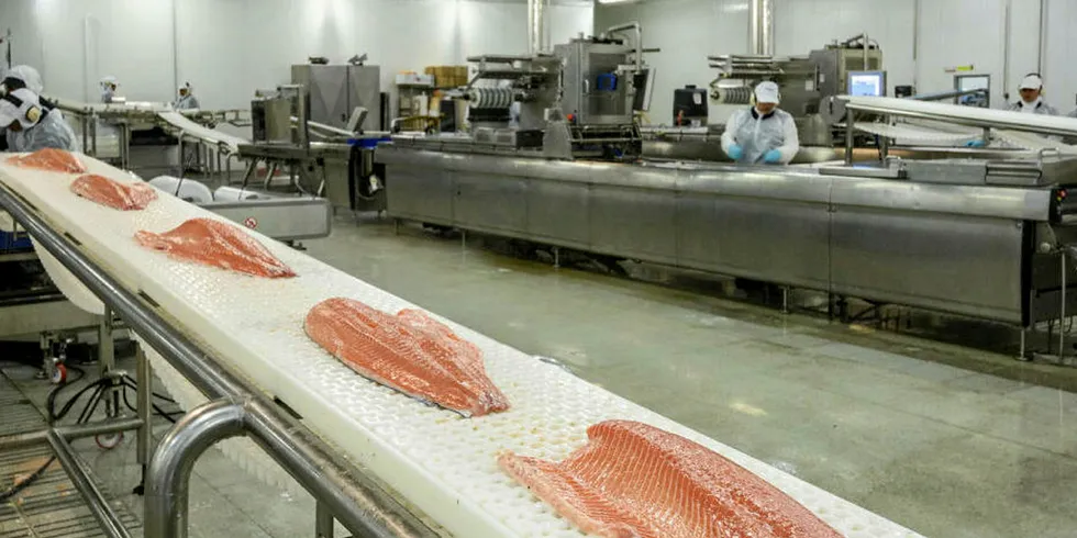 Chilean salmon is rolling off the lines again.