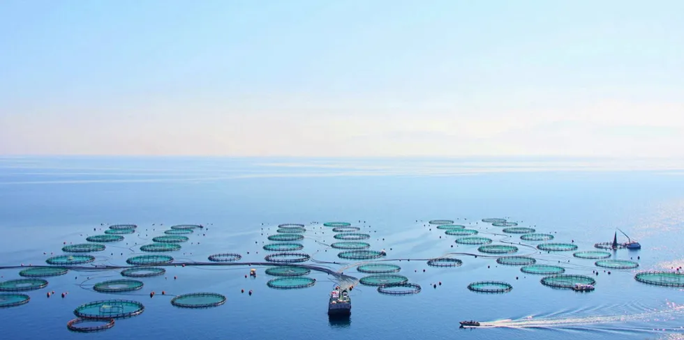 Galaxidi Marine Farm was established in 1987.