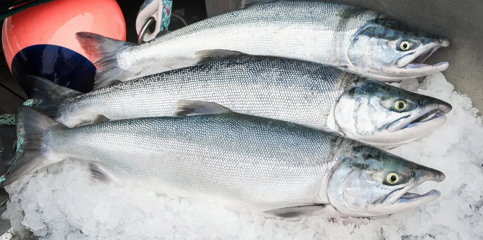 Fresh Bristol Bay sockeye salmon on ice.