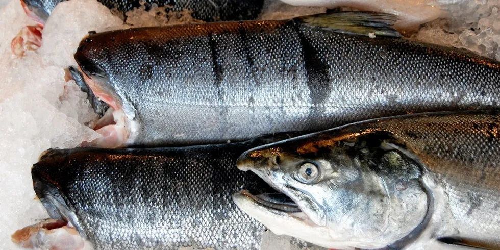 Russian salmon processors are preparing for a major run.