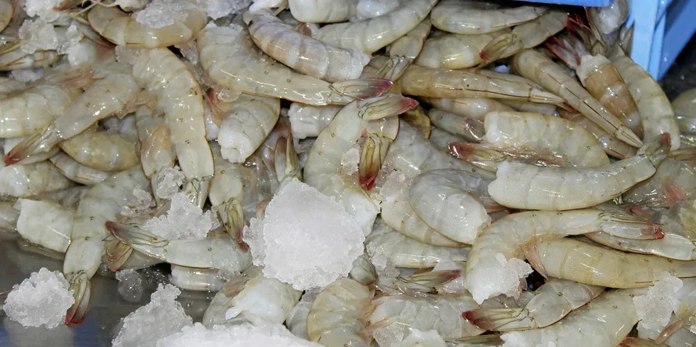 Ecuador shrimp processing plant. Songa.