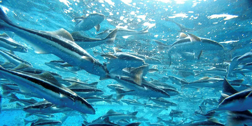 Open Blue Cobia in a pen