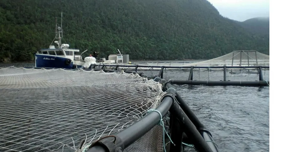 Mowi's Northern Harvest has had several licenses suspended following a massive fish die-off.