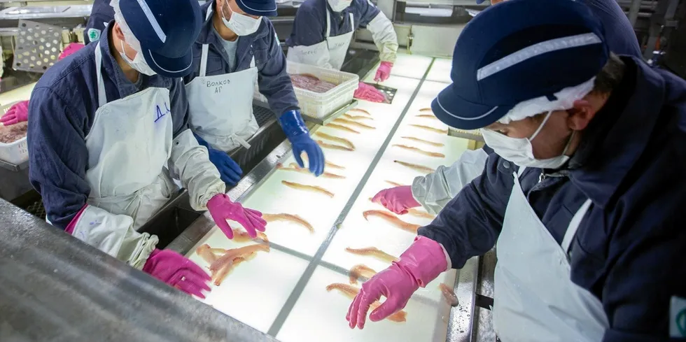 Processing workers candling pollock at Russian Fishery Company (RFC).
