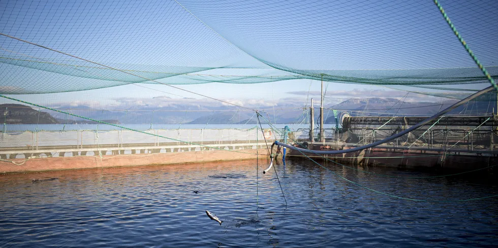 A suspected infectious salmon anemia (ISA) outbreak is being monitored at Tysnes municipality, near Bergen.