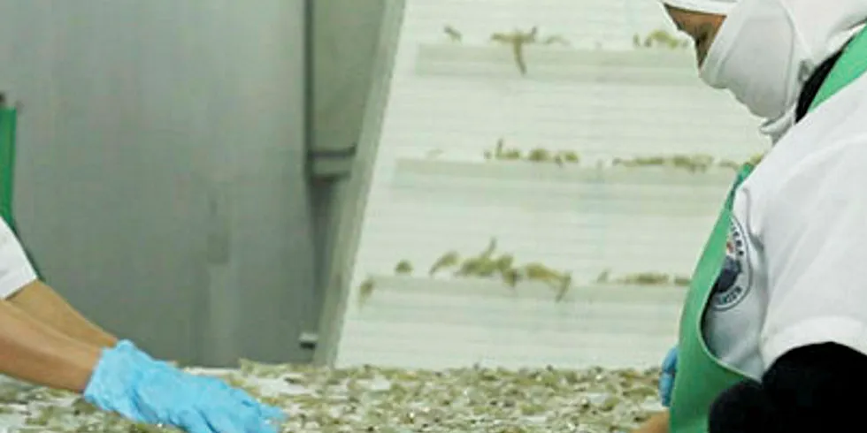 Ecuadorian farmed shrimp processors have suffered heavily from the coronavirus chaos.