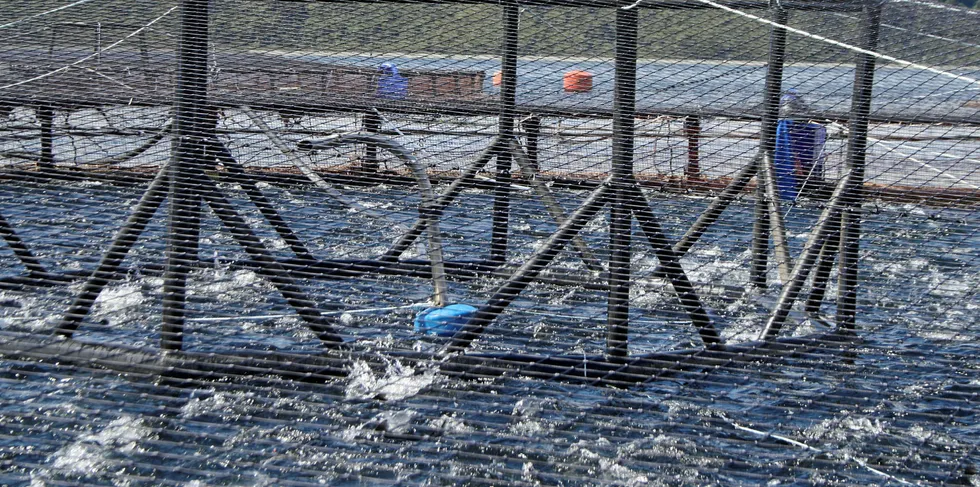 The Norwegian Food Safety Authority suspects an outbreak of ISA at a Cermaq site.