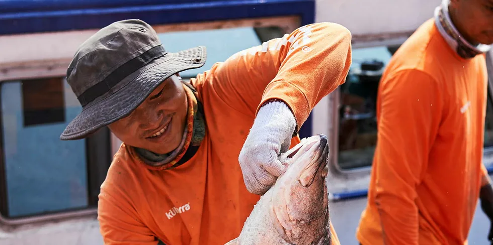 Kuhlbarra barramundi is harvested at Barramundi Asia's Singapore farm, the smallest of the company's three farm bases.