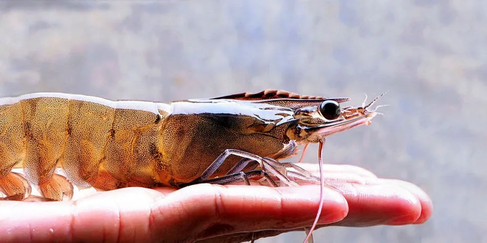 Land-based shrimp farm Great British Prawns to take off in the United Kingdom.