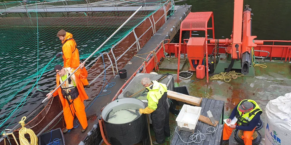 Photo from Aller Aqua in Vadheim during a lice detection and weighing operation. The photo was taken in 2020 and is not connected to the recent escape.