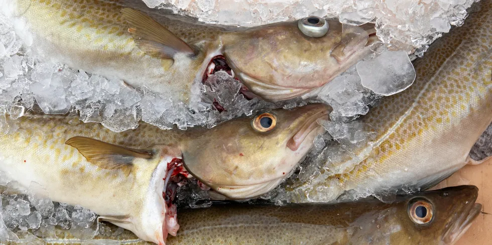 From seasonal shortages to nematodes, wild cod has some shortcomings that farmed cod is ready to exploit.