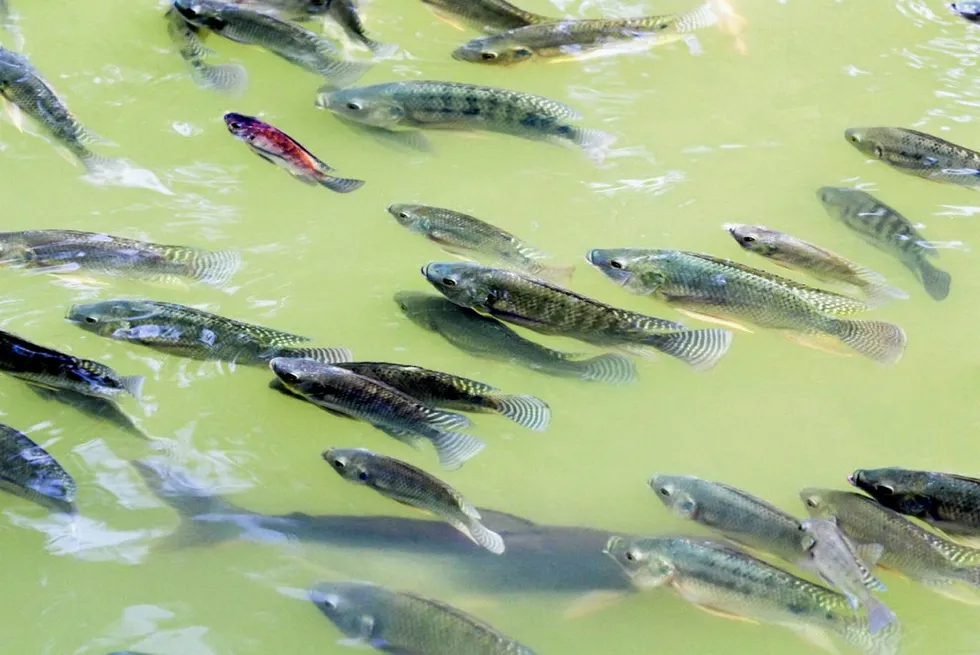 More Tilapia pay: for AAOG in Congo-Brazzaville