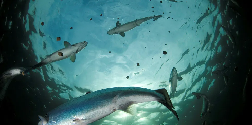 Norwegian farmer Knutshaugfisk reports salmon escapes