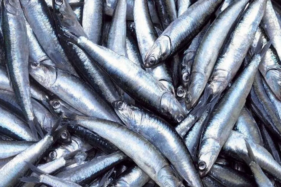 As a leading producer, Peru's anchovy quota announcements and the progress of harvests are always keenly monitored by the fishmeal industry and aquafeed producers because of the impact on prices of their main raw materials.