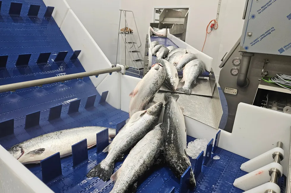 Increased salmon volumes and leftover fish have seen buyers offer less this week.