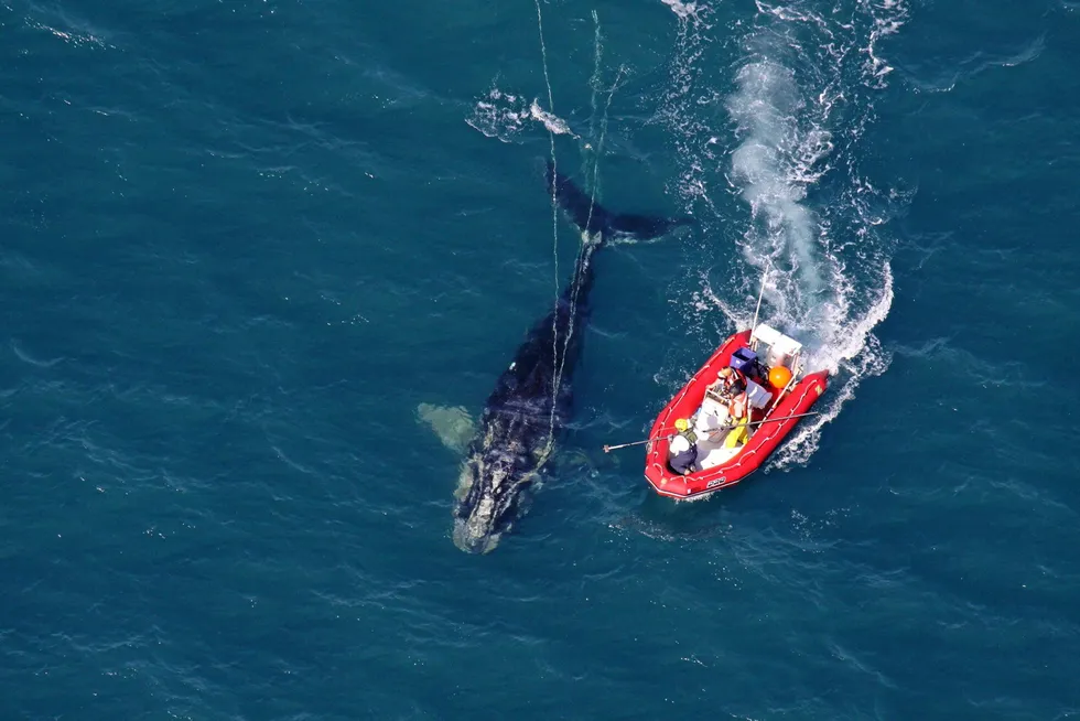 . NOAA scientists approach young North Atlantic right whale that was entangled with fishing line.
