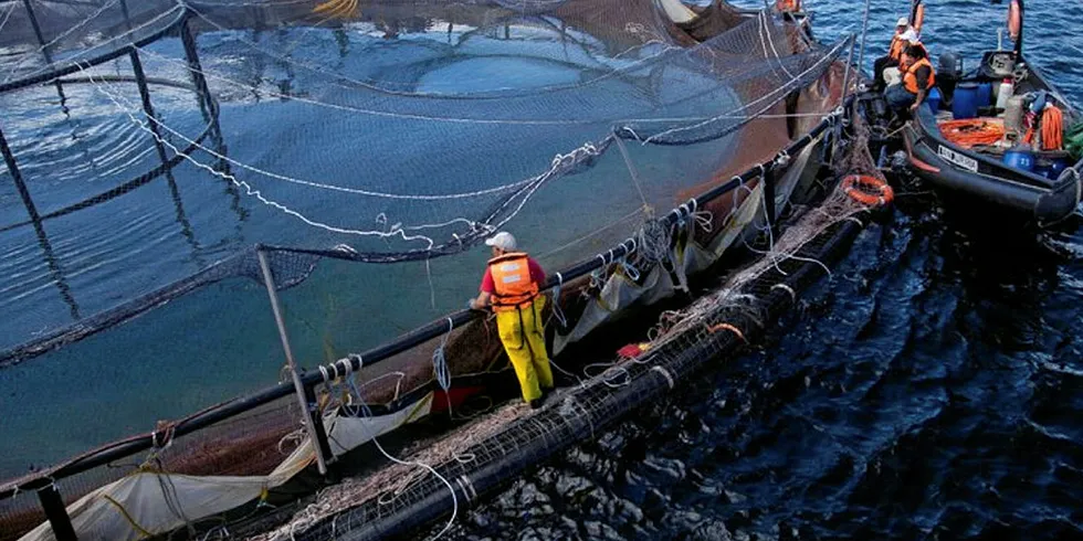 Patagonia film against Chilean salmon industry.