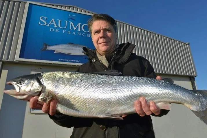 AMP Saumon de France founder Pascal Goumain expects to harvest salmon again this year after two lost years.