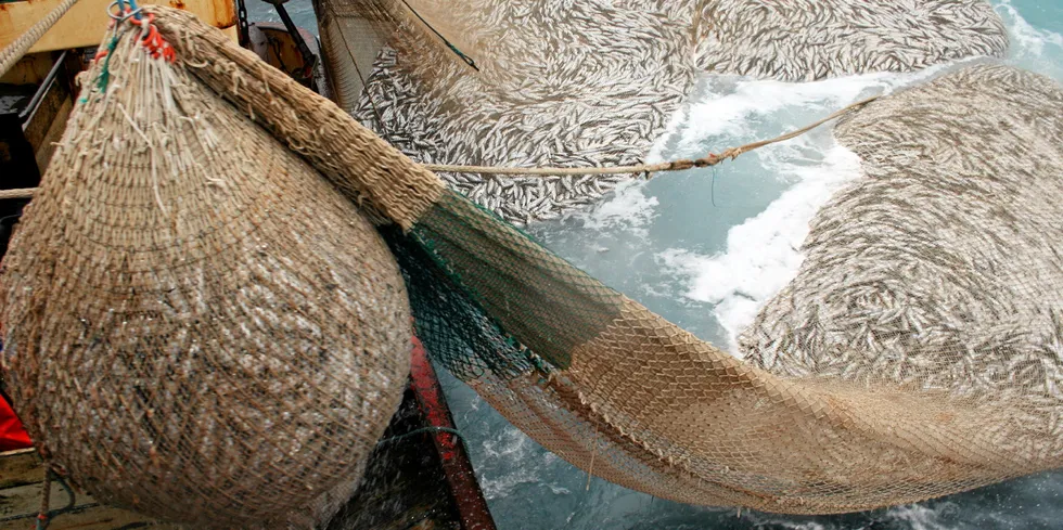 "At the heart of these worrying developments lies the inability of fishing nations to agree on quota sharing in line with scientific advice," said Erin Priddle, regional director for the MSC in North Europe.