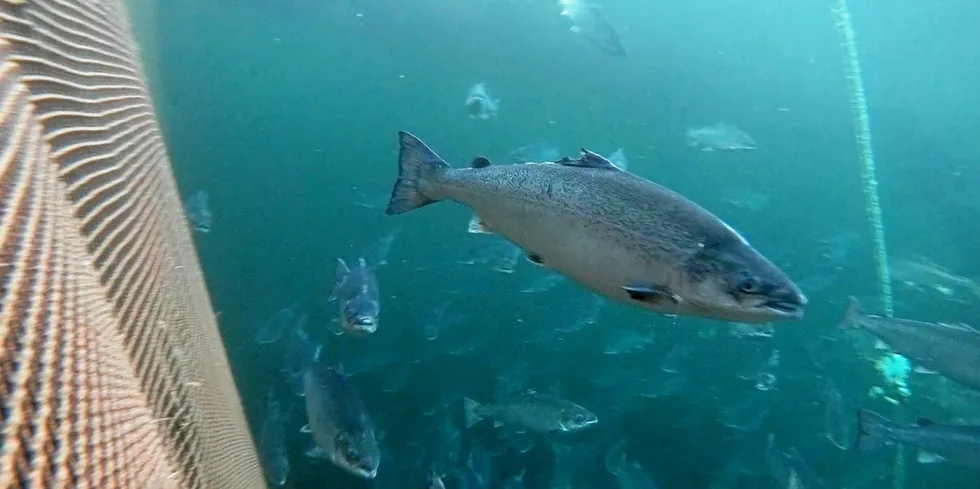 The suspected site houses 840,000 salmon (approximately 2,400 metric tons) with an average weight of 2.9 kilos.