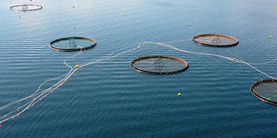 A large number of cod have escaped from the Alida locality in Voldsfjorden.