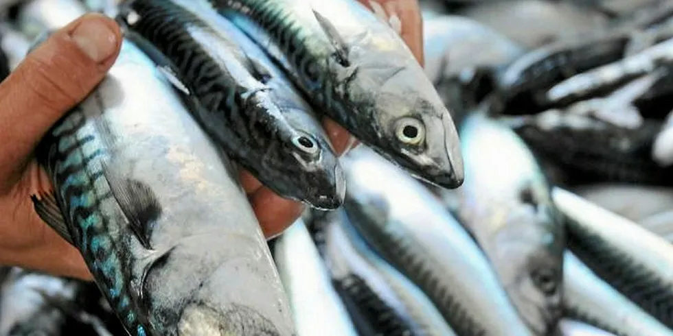 Next year, Norwegian fishermen can catch 40 percent more mackerel than this year.