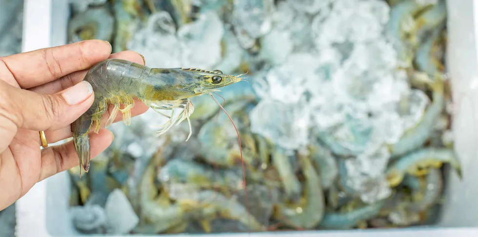 Shrimp farm.