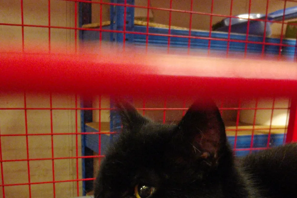 Safe and sound: Dexter the one-eyed cat was found stowed away on a UK offshore platform
