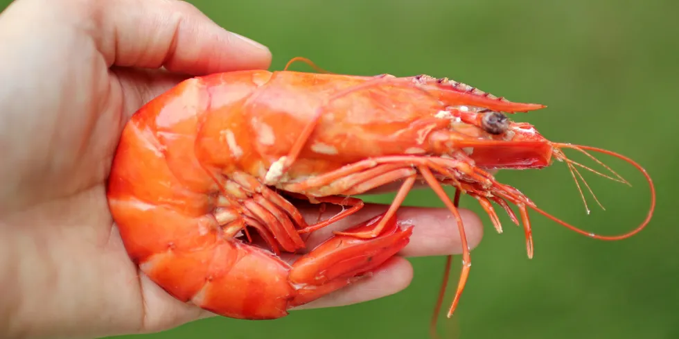 From power cuts and US duties to low prices and high production costs, shrimp exporters are facing many challenges.