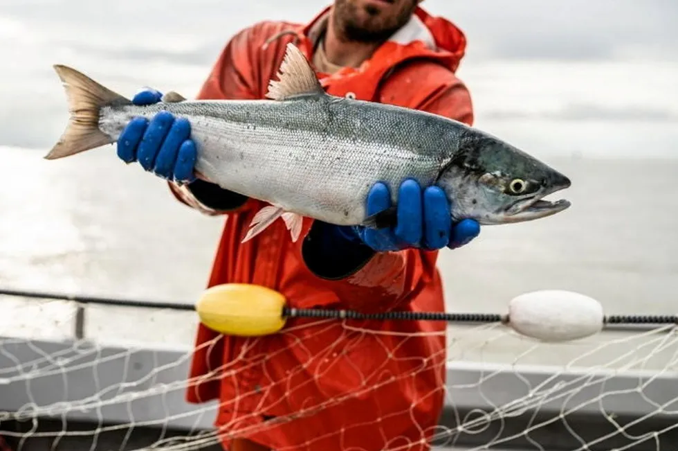 Projections are for a good 2025 Bristol Bay salmon season.