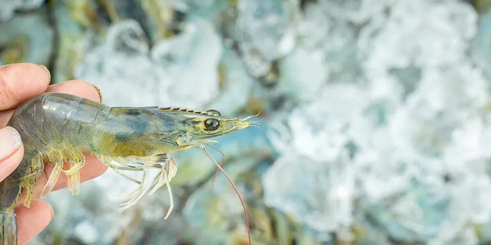 MSeafood's shrimp was found to be a mix of Indian and Vietnamese.