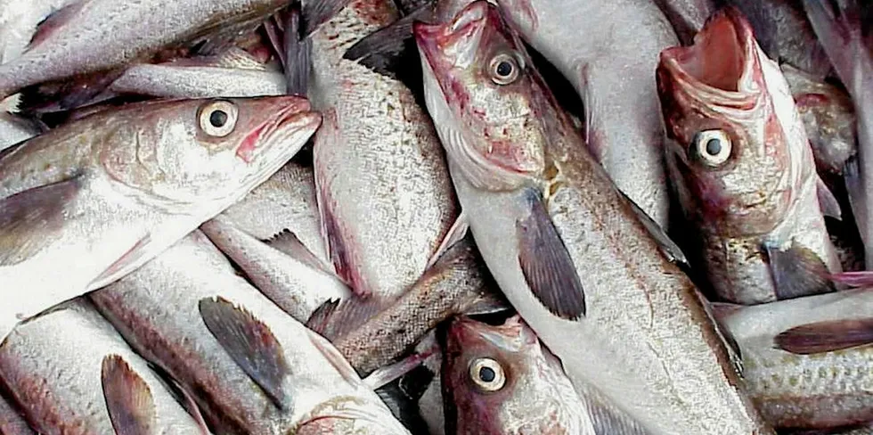 According to Pacific Fisheries Research Center (TINRO) estimates, a decline in biomass and an increase in fishing fleet capacity could lead to a halving of the total allowable catch (TAC) for pollock in the next five years.