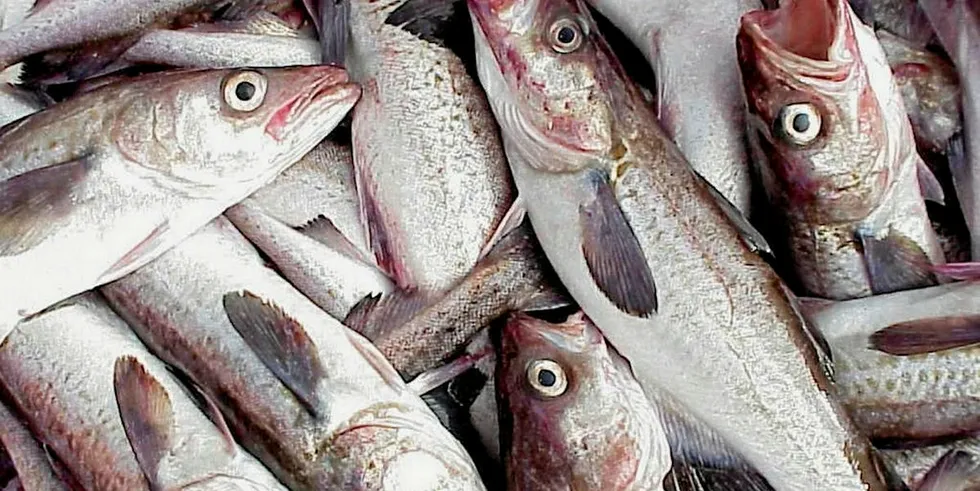 As of June 29, pollock landings in the Bering Sea climbed 15 percent compared with the same period last year to 115,000 metric tons.