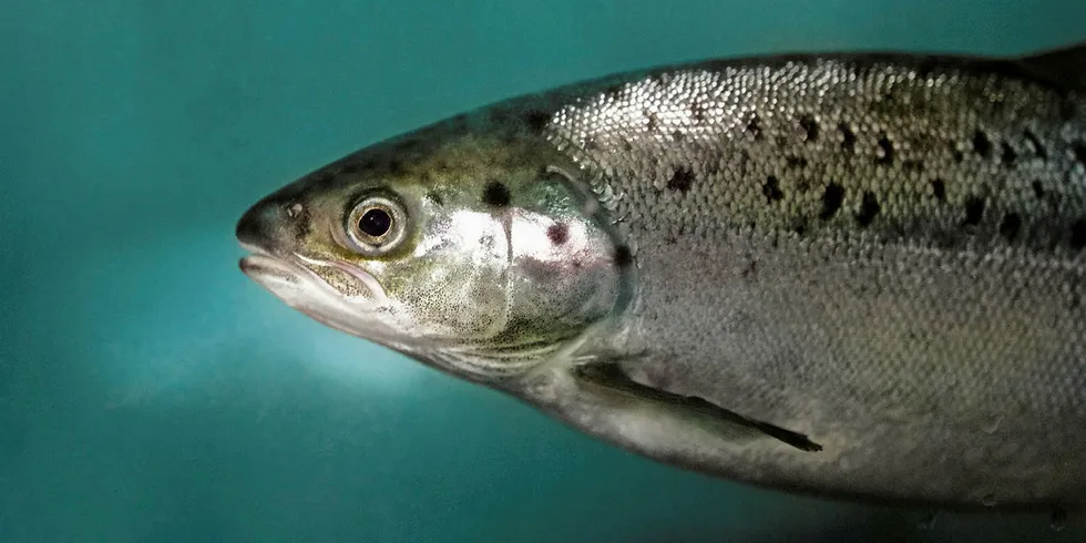 A photo of AquaBounty's genetically modified Atlantic salmon.